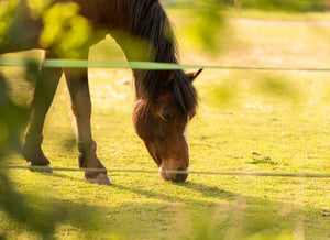 Horse Fencing Safety: Building Secure, Smart and Stress-Free Environments