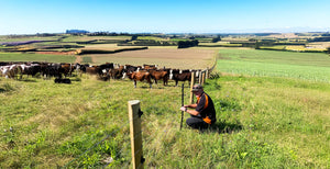 Sheep & Beef Fencing